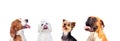 Differents dogs looking up Royalty Free Stock Photo