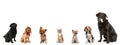 Differents dogs and one cat looking at camera isolated on a white studio background Royalty Free Stock Photo