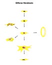 Differon fibroblasts scheme, Formation of the extracellular matrix mainly fibroblasts