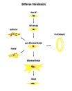 Differon fibroblasts scheme, Formation of the extracellular matrix mainly fibroblasts Royalty Free Stock Photo