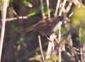 Difficult to see: CettiÃÂ´s Warbler Royalty Free Stock Photo