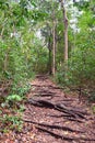 Difficuly Path - Walking Trail Through Tropical Forest with Roots of Trees on the Ground Royalty Free Stock Photo