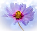 Diffused blue Cosmos