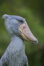 Portrait of a shoebill with a clean green background from Uganda Royalty Free Stock Photo