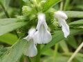 Beautiful white color flower Leucas currantly blossom the tropical summer in the garden a with green Background