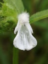 The Closeup , white flower Leucas currantly blossom the tropical summer with white color in the garden a with natural Background