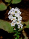 Macro photo, Beautiful of a small flower Heliotropium indicum blooming the summer in the garden with natural Background