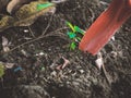 dig small young plant by gardening , spade tool with soil background