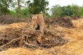 Dig a tree root Fallen tree, a torn tree with roots from under the ground Royalty Free Stock Photo