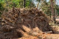 Dig a tree root Fallen tree, Royalty Free Stock Photo