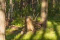 Dig a tree root Fallen tree. Torn tree root. a torn tree with roots from under the ground lies on the ground in leaves Royalty Free Stock Photo