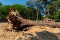 Dig a tree root Fallen tree, Royalty Free Stock Photo