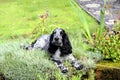 Spaniel lying in the pinks Royalty Free Stock Photo