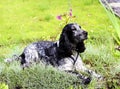 Spaniel lying in the pinks Royalty Free Stock Photo