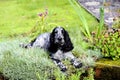 Spaniel lying in the pinks Royalty Free Stock Photo