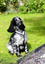 Spaniel sitting up for food Royalty Free Stock Photo