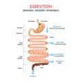 Digestion from chyme to Feces. Human digestive system Royalty Free Stock Photo