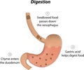 Digestion