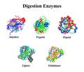 Digestion enzymes set. Chemical molecular formula. Amylase, Trypsin, Gelatinase, Pepsin, Lipase. Infographics. Vector Royalty Free Stock Photo