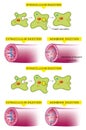 Digestion examples