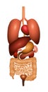 Digestion Gastrointestinal Tract Internal Organs