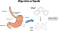 Digestion of Lipids Royalty Free Stock Photo