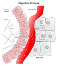 Digestion process in human body infographic diagram