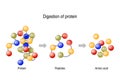 Digestion of Protein. Enzymes proteases and peptidases, peptides and amino acids Royalty Free Stock Photo