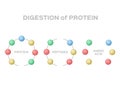 Digestion of protein / protein peptide amino acid