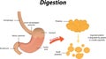 Digestion of Proteins
