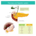 The digestive enzymes travels through the pancreatic duct to mix Royalty Free Stock Photo