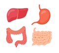 digestive organ liver stomach large intestine small intestine white isolated background flat style