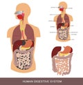 Digestive system Royalty Free Stock Photo