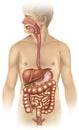 Digestive system