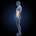 Digestive system with anatomy lateral view Royalty Free Stock Photo