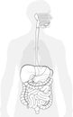 The digestive system black and white illustration Royalty Free Stock Photo