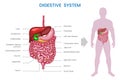 Digestive system, Breaks down food, absorbs nutrients, eliminates waste
