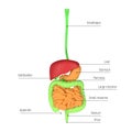 Digestive system diagram. Scheme showing esophagus, liver, stomach, pancreas, small intestine, large intestine, gallbladder, rectu