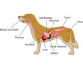 Digestive system of the dog anatomy