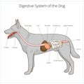 Digestive system of the dog vector illustration