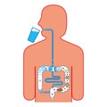 Digestive system, and fecal bolus formation and elimination