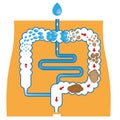 Digestive system, and fecal bolus formation and elimination