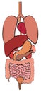 Digestive System Gastrointestinal Tract Internal Organs Royalty Free Stock Photo