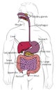 Human Digestive Gastrointestinal Tract Diagram Royalty Free Stock Photo