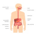 Digestive system,