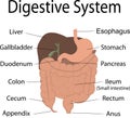 Digestive system Royalty Free Stock Photo
