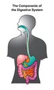 Digestive system.