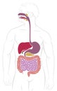 Digestive System Gastrointestinal Tract Diagram Royalty Free Stock Photo