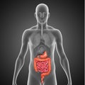 Digestive system Royalty Free Stock Photo