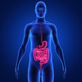 Digestive system Royalty Free Stock Photo